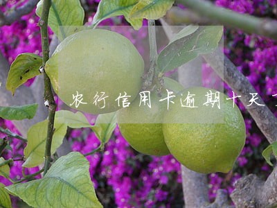农行信用卡逾期十天了有事吗 农行信用卡逾期十天了有事吗