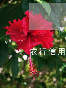 农行信用卡逾期协商银行会免息吗 农行信用卡逾期协商银行会免息吗