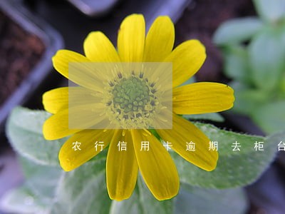 农行信用卡逾期去柜台协商 农行信用卡逾期去柜台协商