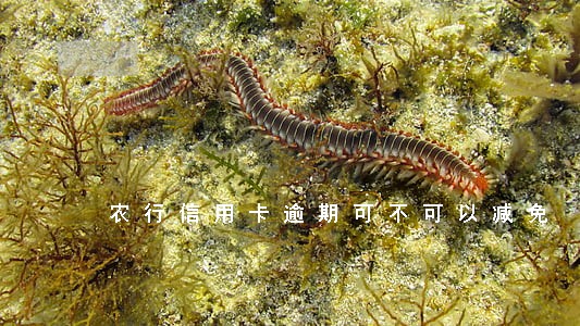 农行信用卡逾期可不可以减免 农行信用卡逾期可不可以减免