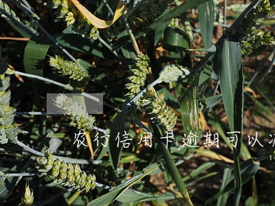 农行信用卡逾期可以减免吗 农行信用卡逾期可以减免吗