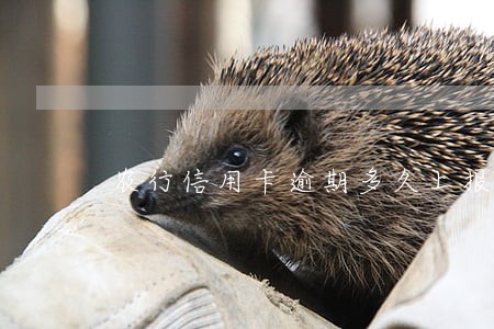 农行信用卡逾期多久上报 农行信用卡逾期多久上报