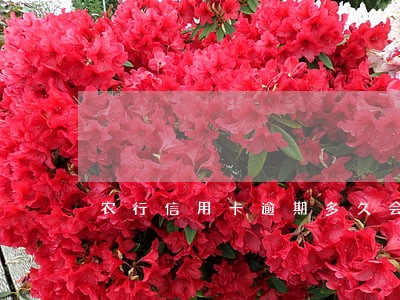 农行信用卡逾期多久会上线 农行信用卡逾期多久会上线