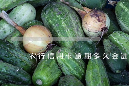 农行信用卡逾期多久会进征信 农行信用卡逾期多久会进征信