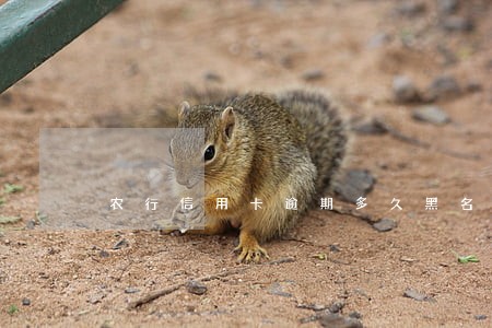 农行信用卡逾期多久黑名单 农行信用卡逾期多久黑名单