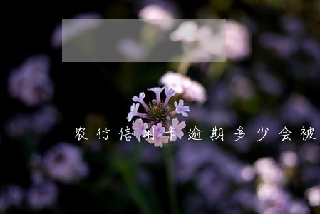 农行信用卡逾期多少会被起诉
