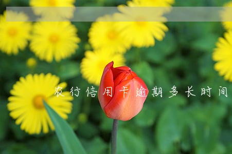 农行信用卡逾期多长时间没还 农行信用卡逾期多长时间没还