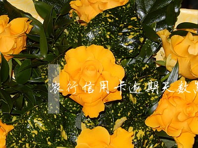 农行信用卡逾期天数怎么算的