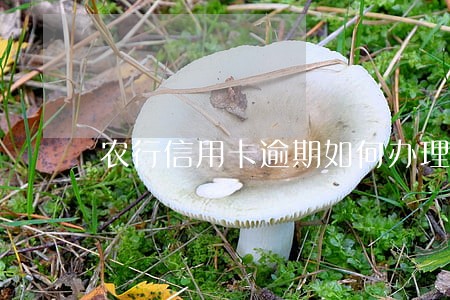农行信用卡逾期如何办理分期