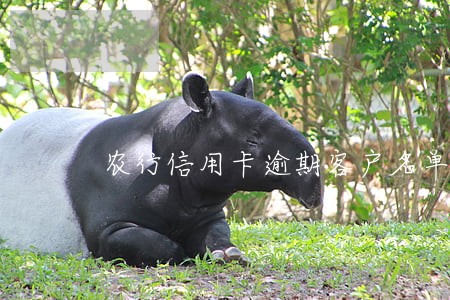 农行信用卡逾期客户名单