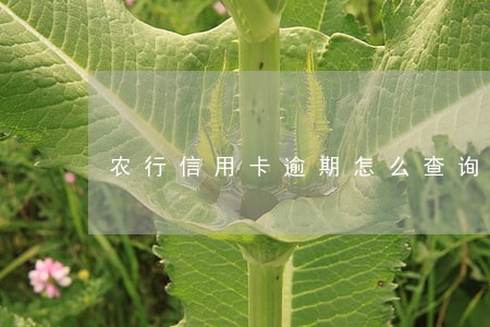 农行信用卡逾期怎么查询