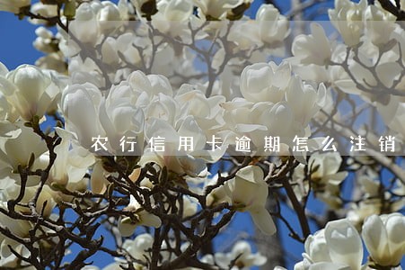 农行信用卡逾期怎么注销 农行信用卡逾期怎么注销