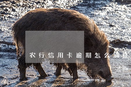 农行信用卡逾期怎么消征信 农行信用卡逾期怎么消征信