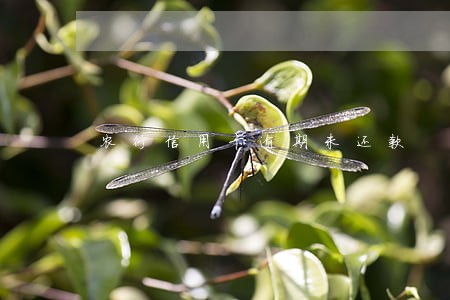 农行信用卡逾期未还款 农行信用卡逾期未还款