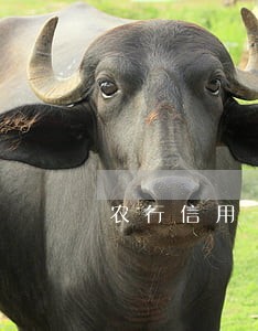 农行信用卡逾期本金不超一万 农行信用卡逾期本金不超一万