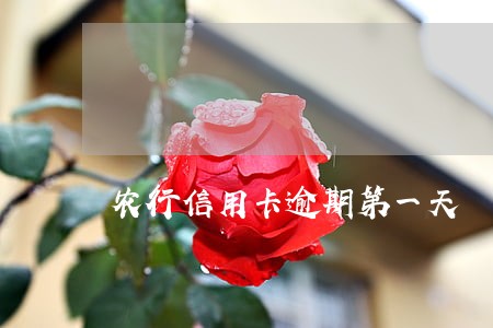 农行信用卡逾期第一天 农行信用卡逾期第一天