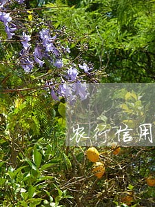 农行信用卡逾期被冻结办挂失