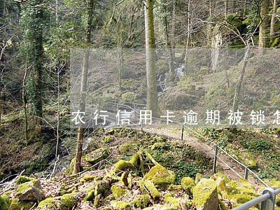 农行信用卡逾期被锁怎么开通 农行信用卡逾期被锁怎么开通