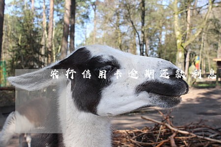 农行信用卡逾期还款利息怎么算