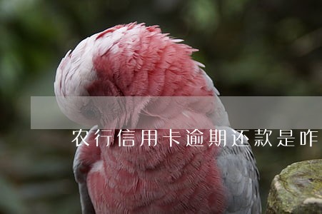 农行信用卡逾期还款是咋样收费