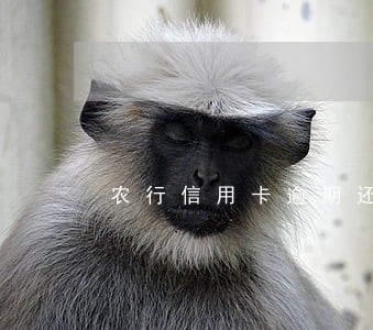 农行信用卡逾期还款违约金 农行信用卡逾期还款违约金
