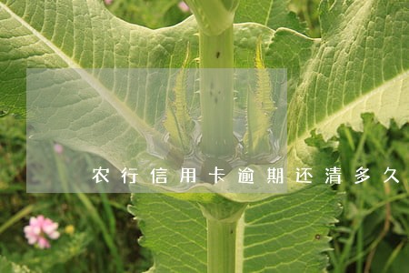 农行信用卡逾期还清多久能办卡 农行信用卡逾期还清多久能办卡