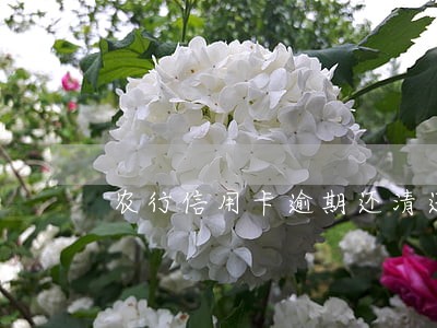 农行信用卡逾期还清还能用不 农行信用卡逾期还清还能用不