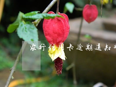 农行信用卡逾期通知单模块