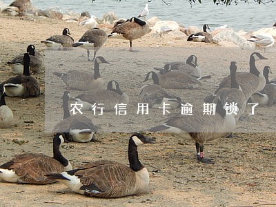 农行信用卡逾期锁了