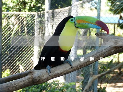 农行信用币逾期5天