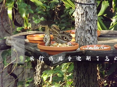农行信用币逾期了怎么还 农行信用币逾期了怎么还