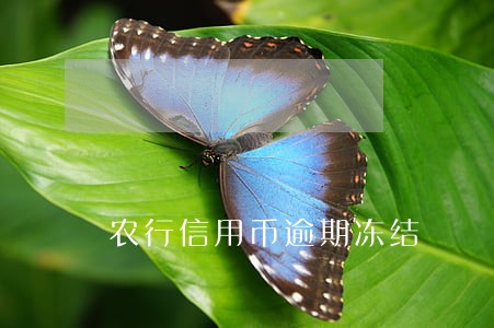 农行信用币逾期冻结 农行信用币逾期冻结