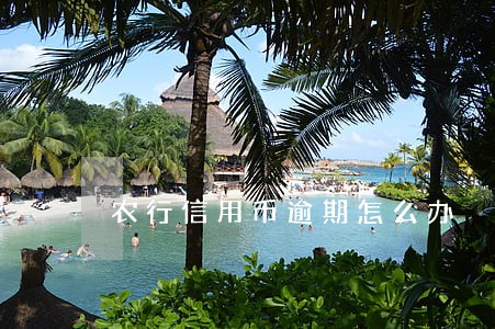 农行信用币逾期怎么办 农行信用币逾期怎么办