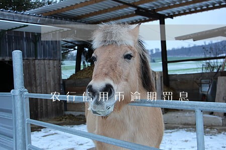 农行信用币逾期罚息 农行信用币逾期罚息