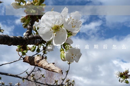农行助学贷款逾期后怎么还款 农行助学贷款逾期后怎么还款