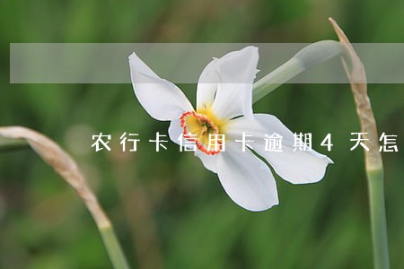 农行卡信用卡逾期4天怎么办 农行卡信用卡逾期4天怎么办