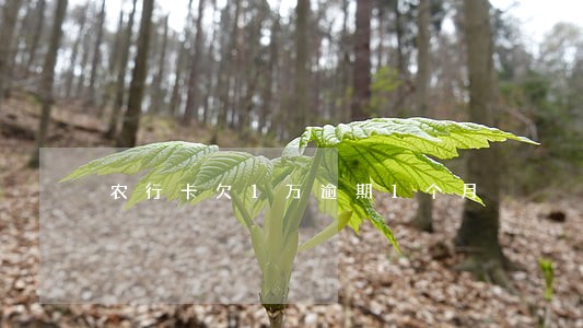 农行卡欠1万逾期1个月