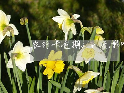 农行卡逾期24元影响贷款吗 农行卡逾期24元影响贷款吗