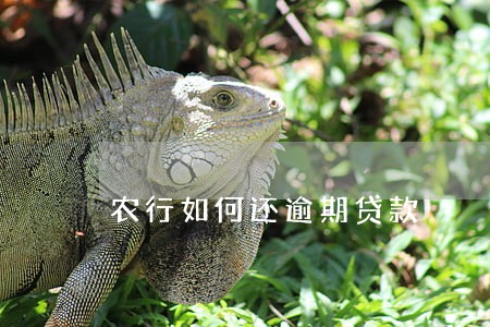 农行如何还逾期贷款 农行如何还逾期贷款
