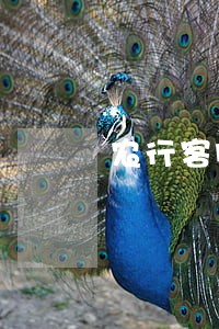 农行客服加急信用卡逾期 农行客服加急信用卡逾期