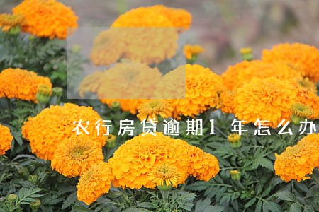 农行房贷逾期1年怎么办 农行房贷逾期1年怎么办
