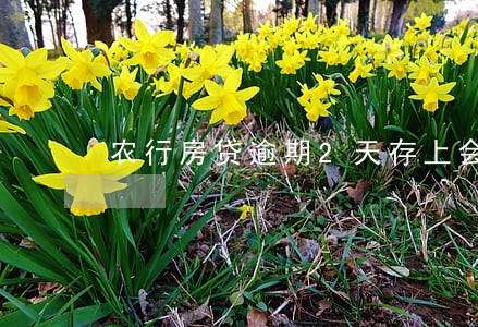 农行房贷逾期2天存上会自动扣款