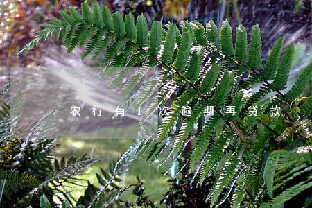 农行有1次逾期再贷款