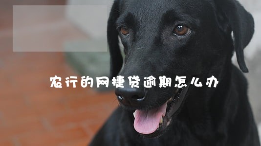 农行的网捷贷逾期怎么办 农行的网捷贷逾期怎么办