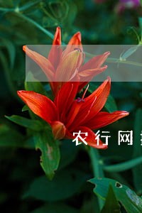 农行网捷贷利息逾期 农行网捷贷利息逾期