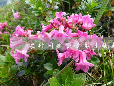 农行网捷贷逾期了被起诉 农行网捷贷逾期了被起诉