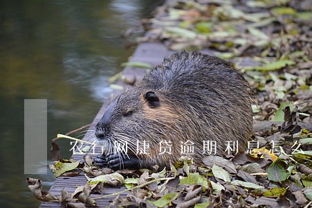 农行网捷贷逾期利息怎么计算 农行网捷贷逾期利息怎么计算