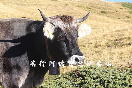 农行网捷贷逾期要求 农行网捷贷逾期要求