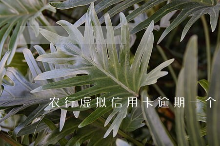 农行虚拟信用卡逾期一个月