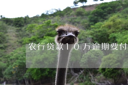 农行贷款10万逾期要付多少迟 农行贷款10万逾期要付多少迟